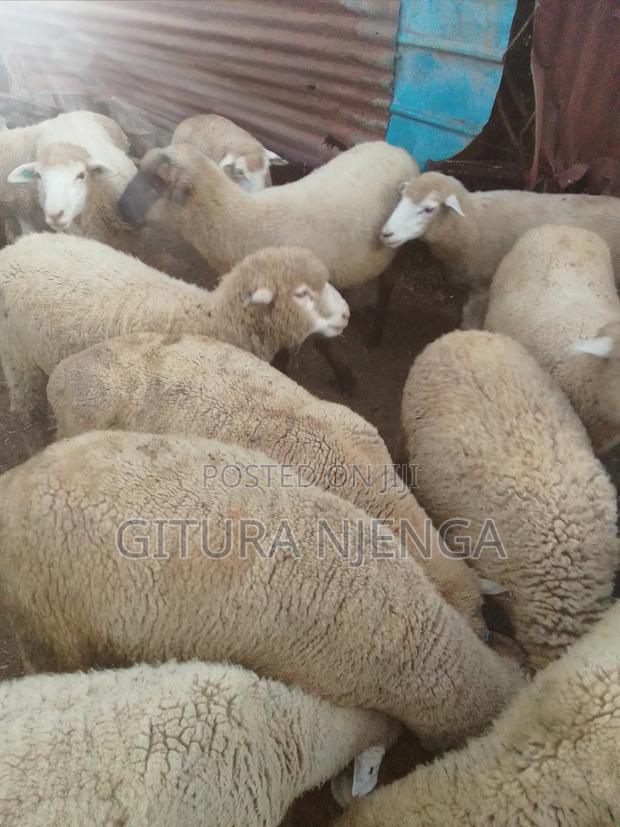 Selling Merino - thumbnail 7