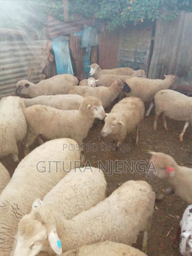 Selling Merino - thumbnail 8