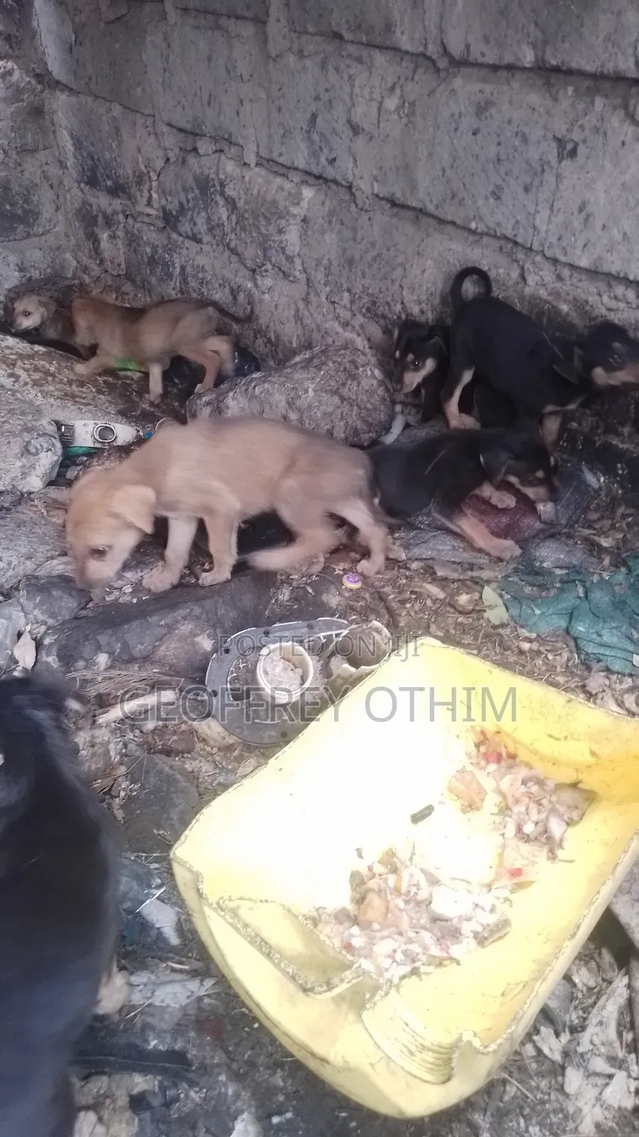1-3 months Female Mixed Breed Barbet