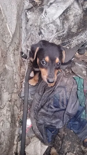 1-3 months Female Mixed Breed Barbet