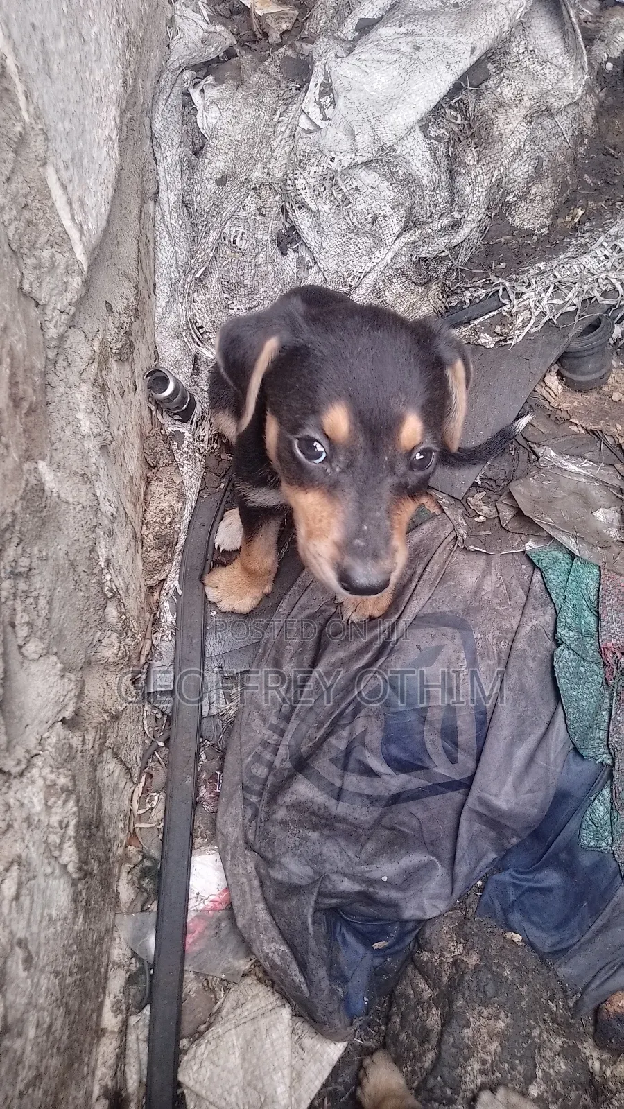 1-3 months Female Mixed Breed Barbet