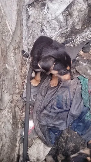 1-3 months Female Mixed Breed Barbet