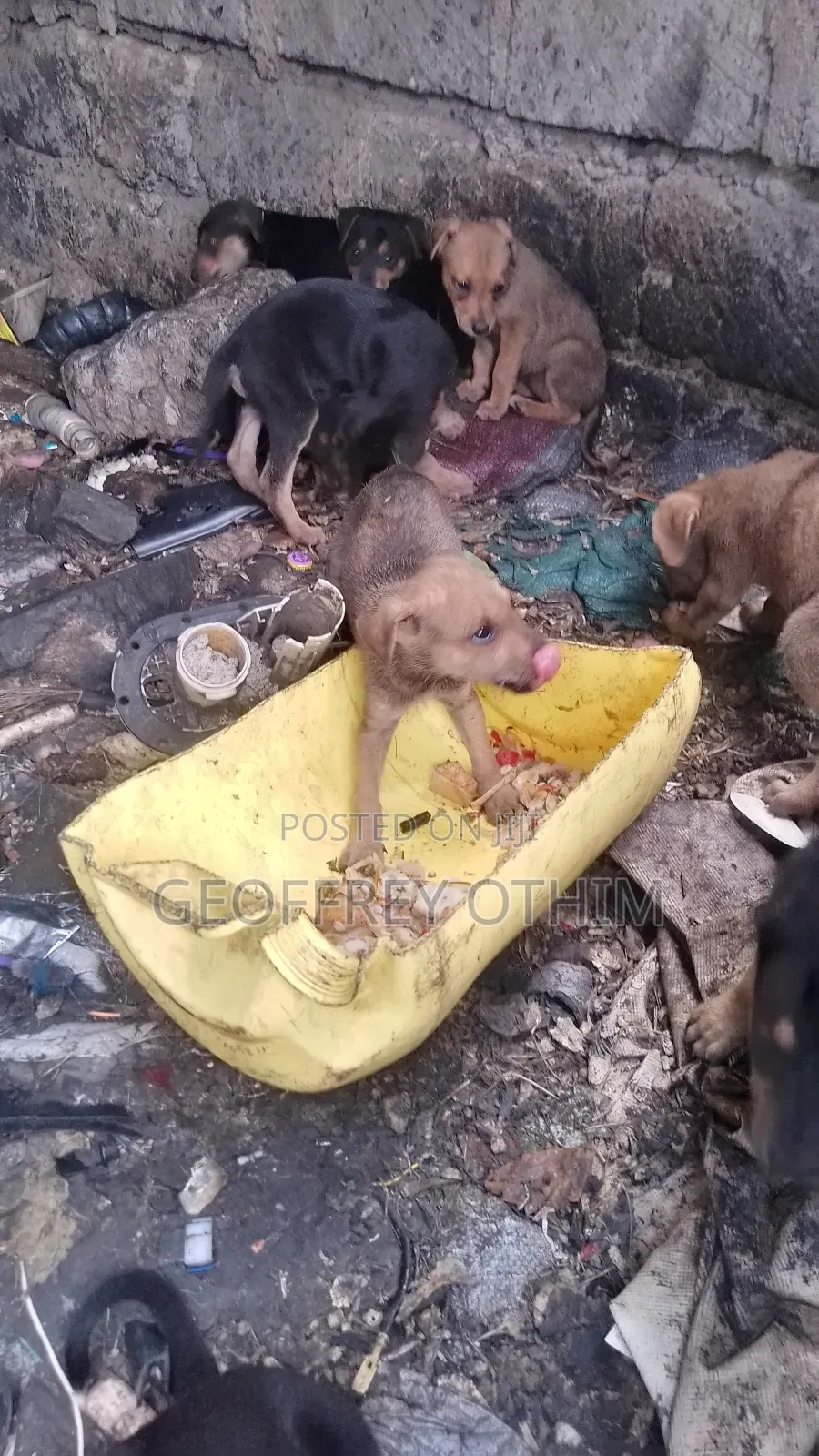 1-3 months Female Mixed Breed Barbet