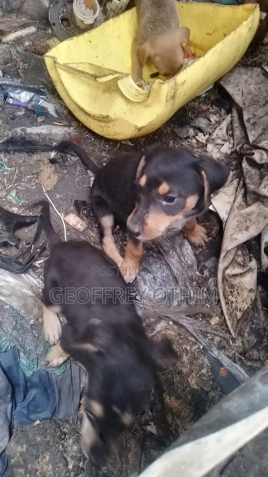 1-3 months Female Mixed Breed Barbet