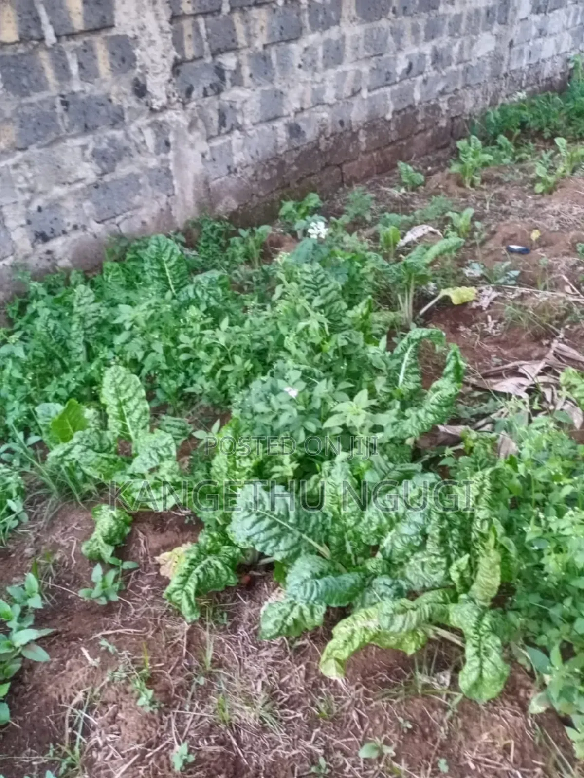 Quarter Acre Plot Kambaa Githunguri