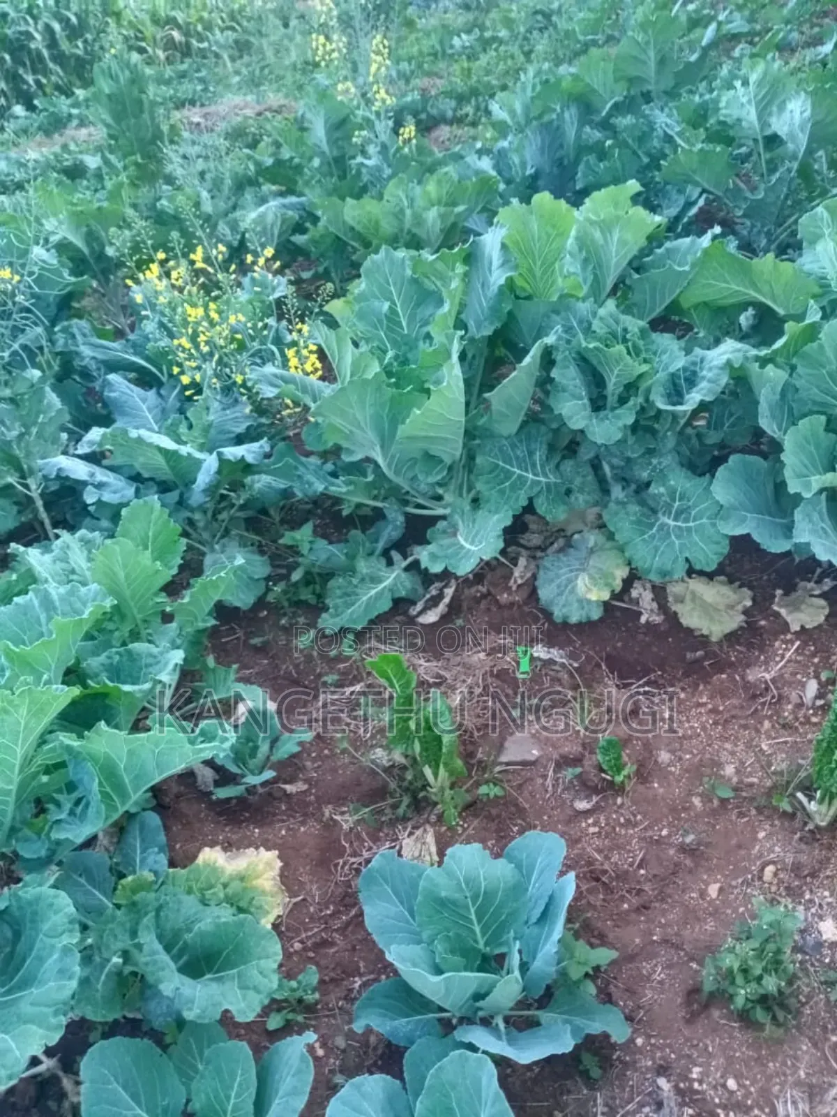 Quarter Acre Plot Kambaa Githunguri
