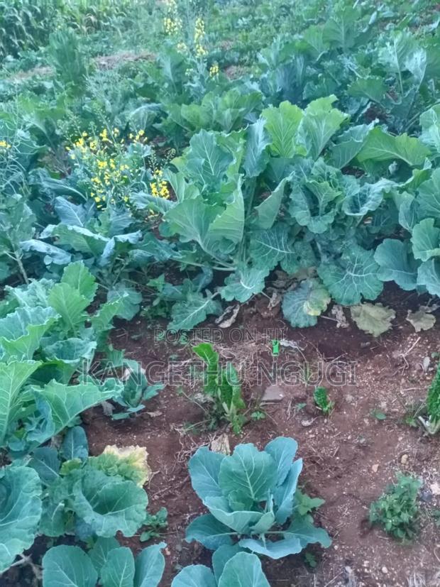 Quarter Acre Plot Kambaa Githunguri - thumbnail 5