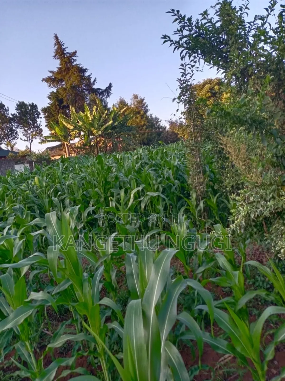Quarter Acre Plot Kambaa Githunguri