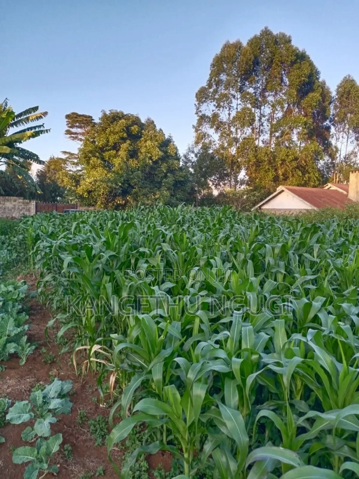 Quarter Acre Plot Kambaa Githunguri