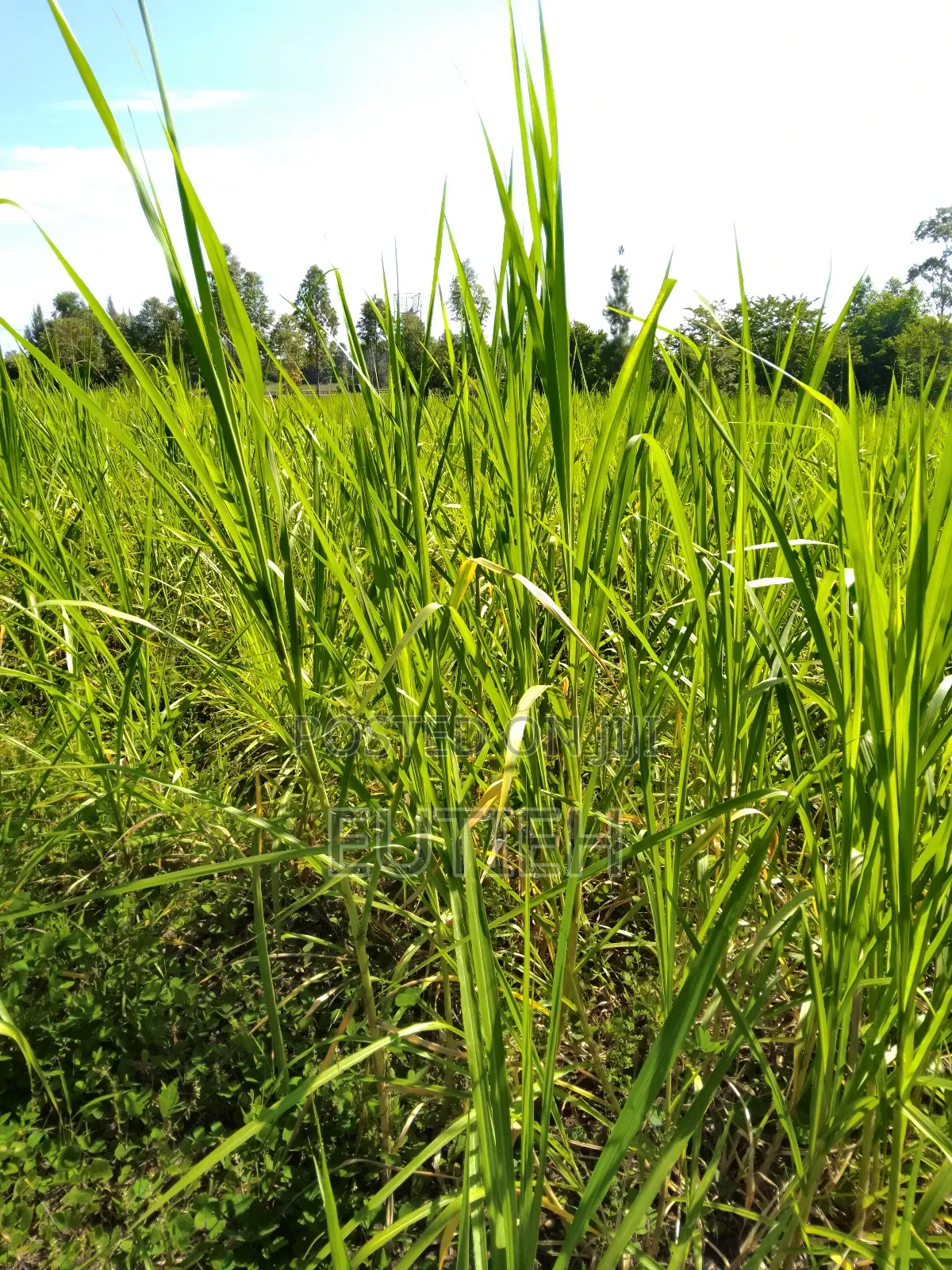 Nappier Grass Enough for a Lorry Sale!
