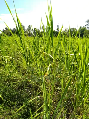 Nappier Grass Enough for a Lorry Sale!