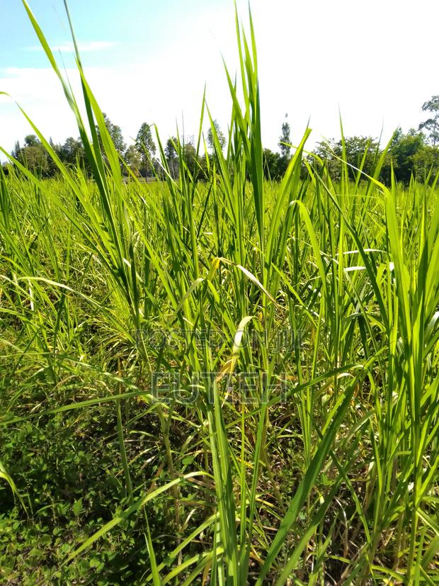 Nappier Grass Enough for a Lorry Sale! - thumbnail 4