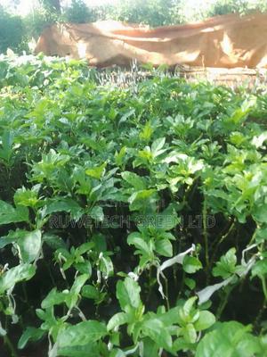 Grafted Passion - main view