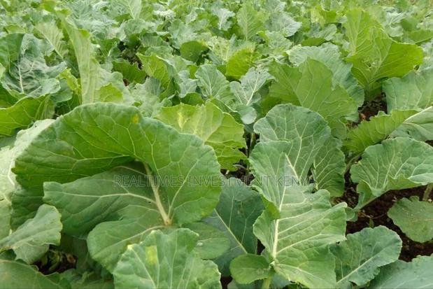 Shamba Products - main view