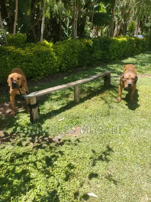 1-3 months Female Purebred Boerboel
