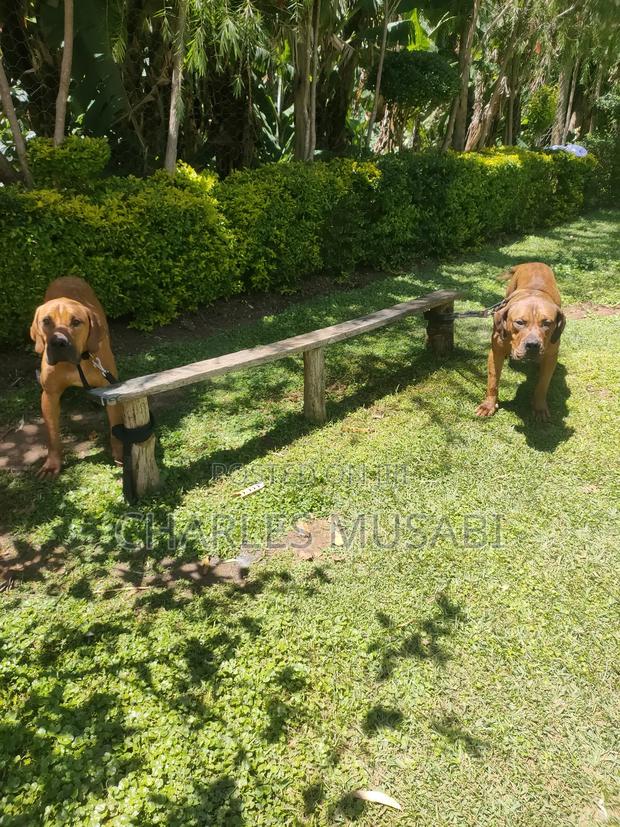 1-3 months Female Purebred Boerboel