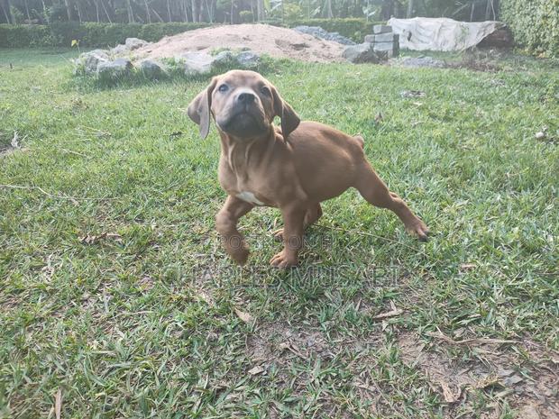 1-3 months Female Purebred Boerboel - thumbnail 3