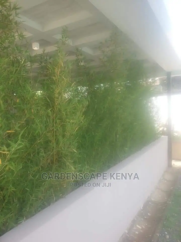 Tall Bamboos Trees for Sale
