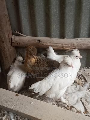 Ornamental Birds - main view