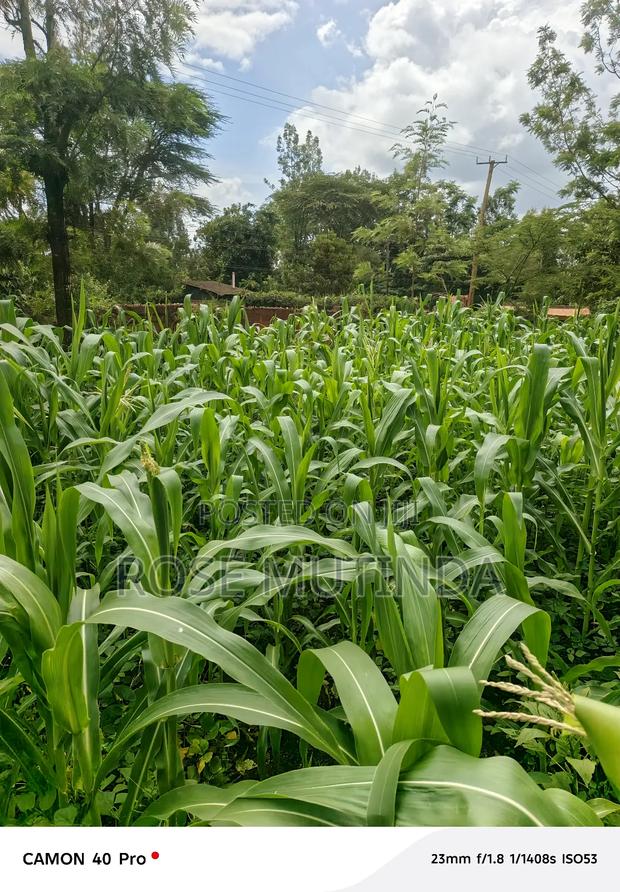 50 by 150 at Kathithyamaa - main view