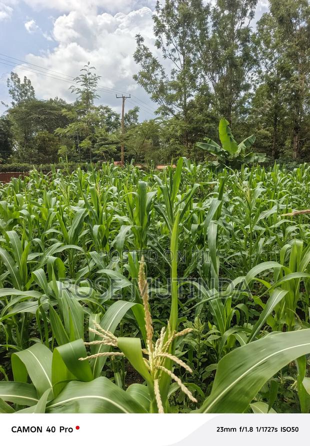 50 by 150 at Kathithyamaa - thumbnail 4