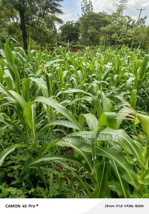 50 by 150 at Kathithyamaa - thumbnail 6