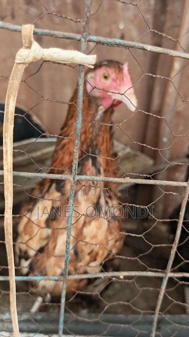 Kienyeji Chickens - thumbnail 3