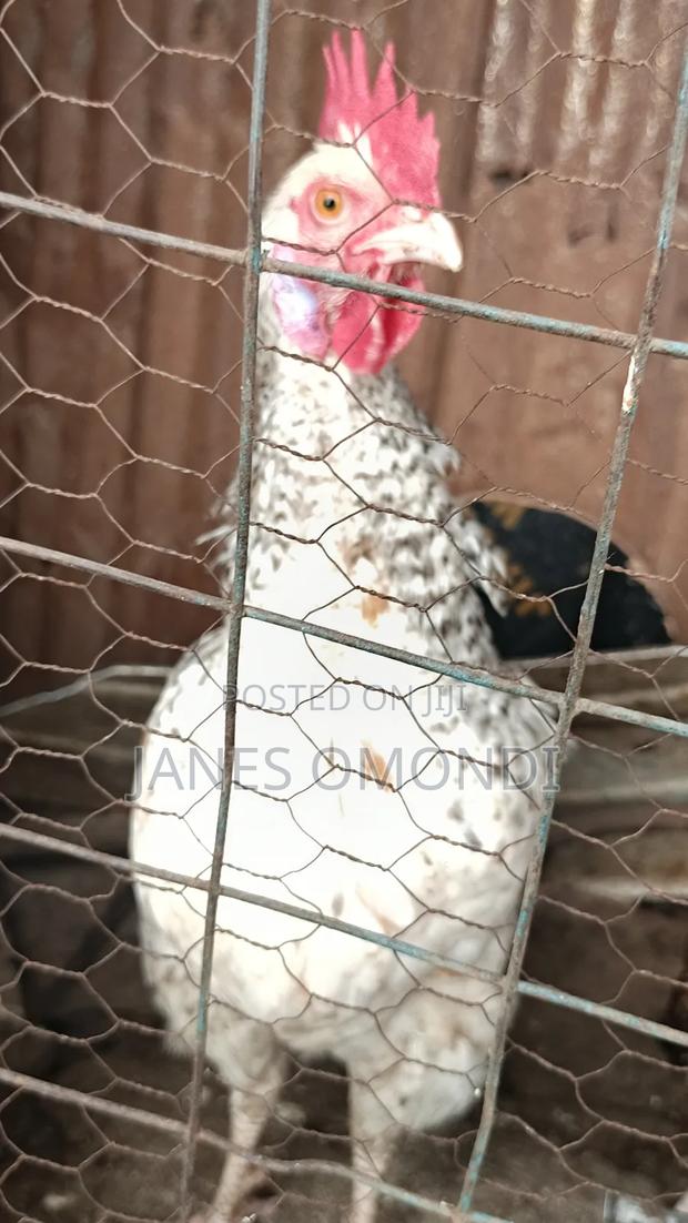 Kienyeji Chickens - thumbnail 4
