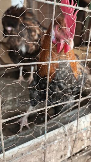 Kienyeji Chickens - thumbnail 2