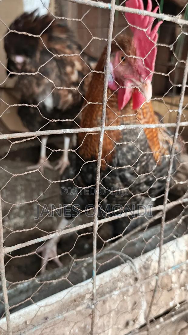 Kienyeji Chickens - main view