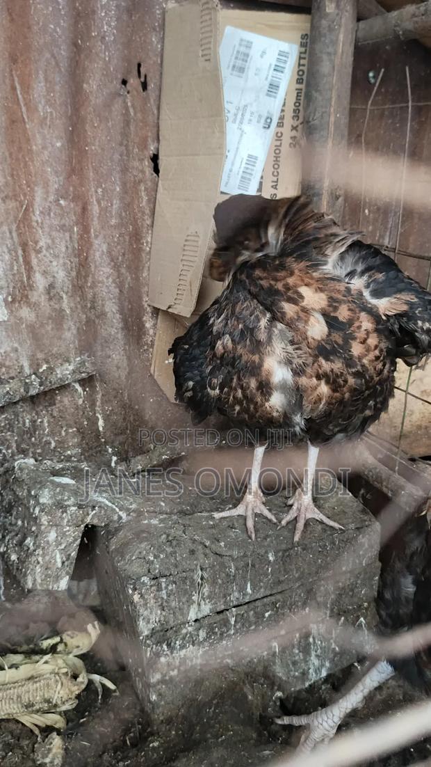 Kienyeji Chickens - thumbnail 5