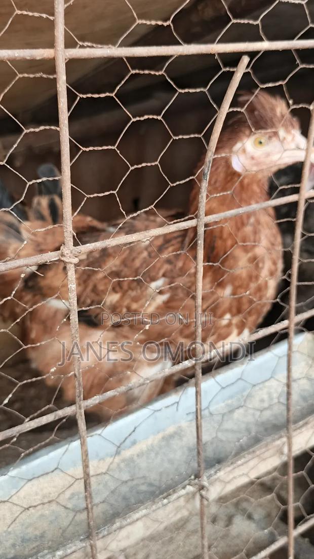 Kienyeji Chickens - thumbnail 6