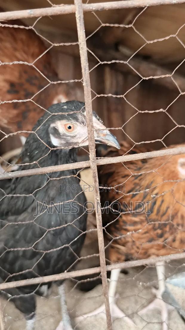 Kienyeji Chickens - thumbnail 7