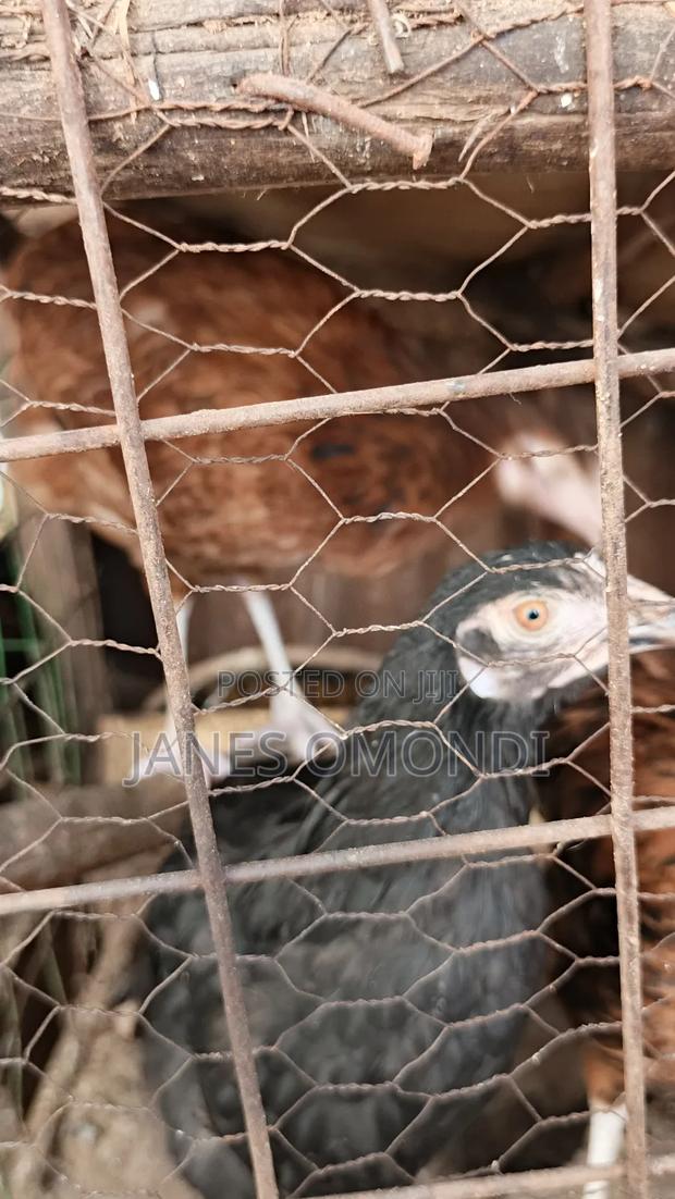Kienyeji Chickens - thumbnail 8