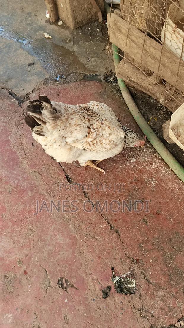 Kienyeji Chickens - thumbnail 9