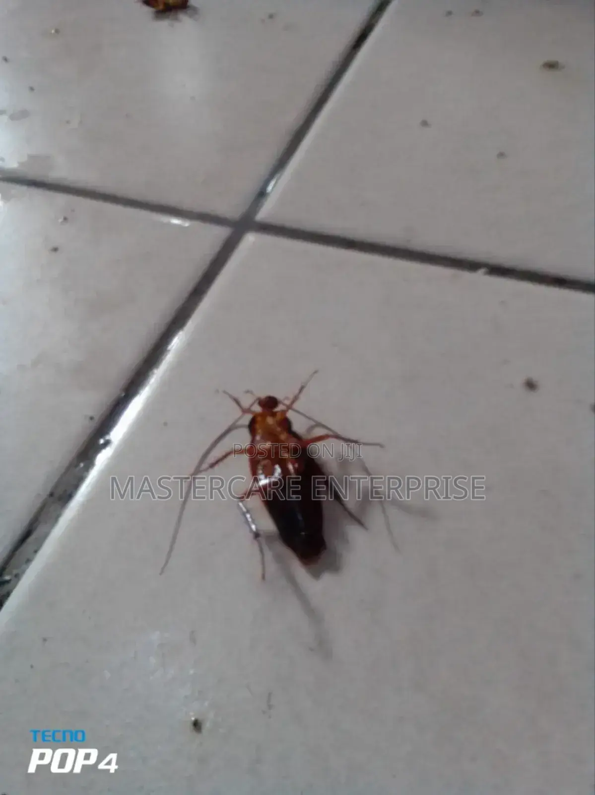 School Fumigation Services