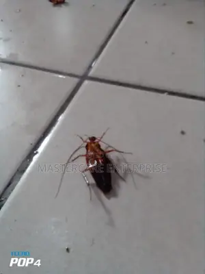 School Fumigation Services