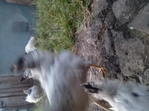 Chicken for Sell - main view