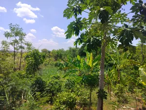 Half Acre in Gachoka, Embu.