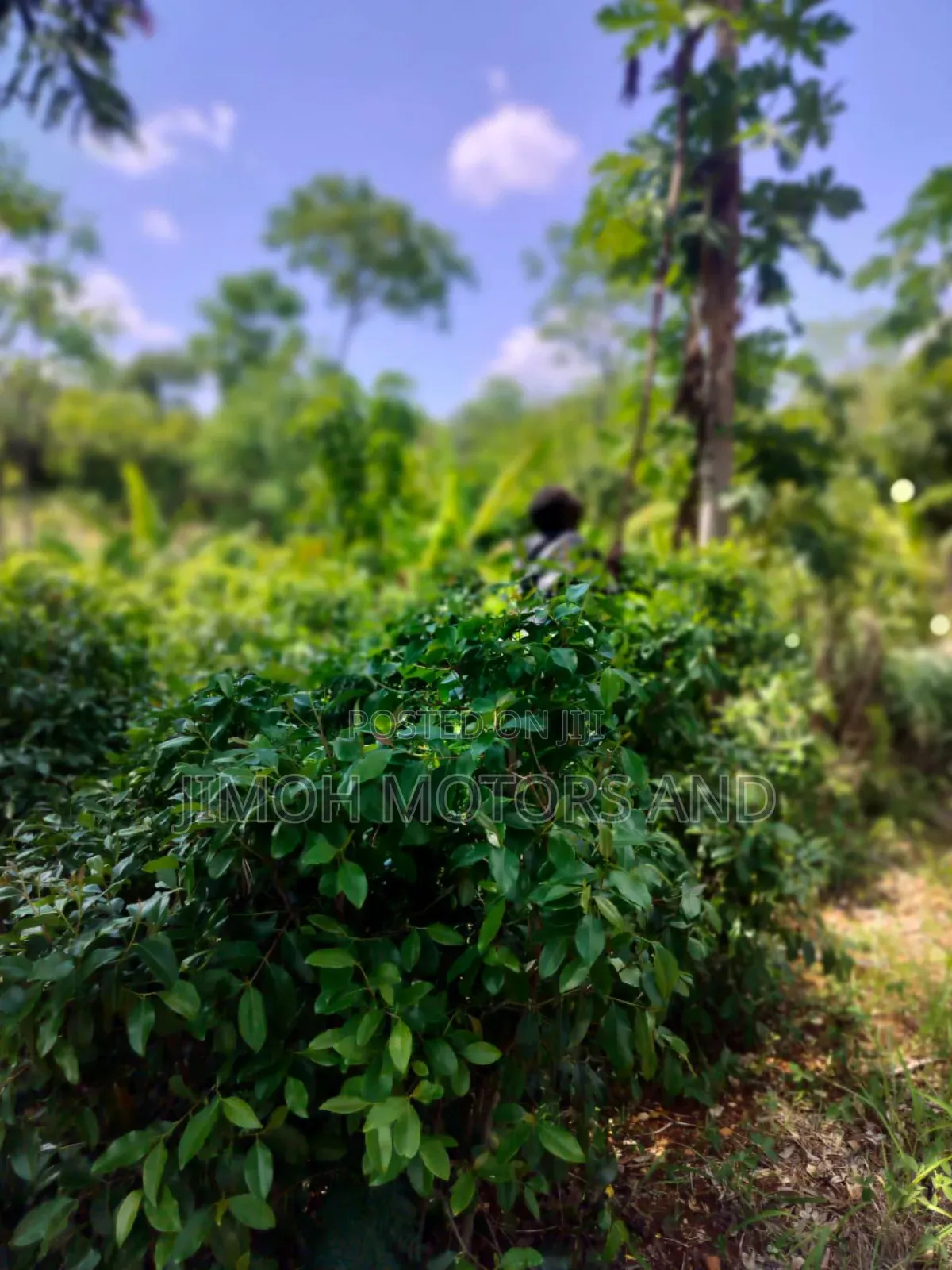 Half Acre in Gachoka, Embu.