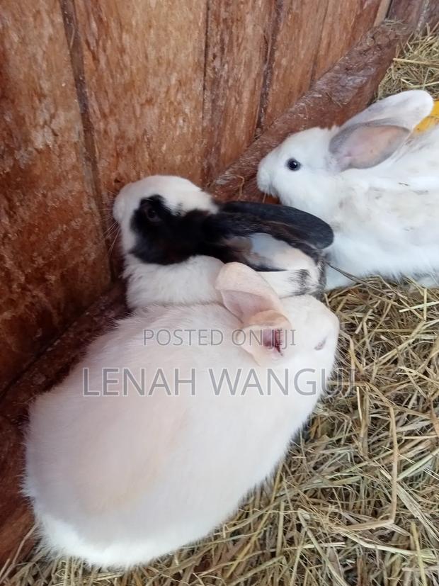 Selling Rabbits at an Affordable Price - thumbnail 3