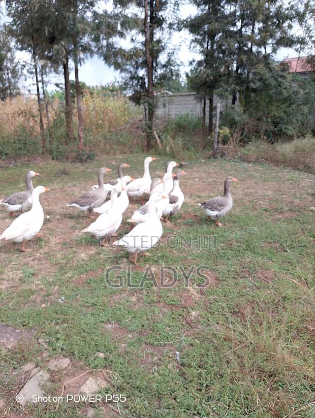 Geese for Sale Ruiru Kimbo. - main view