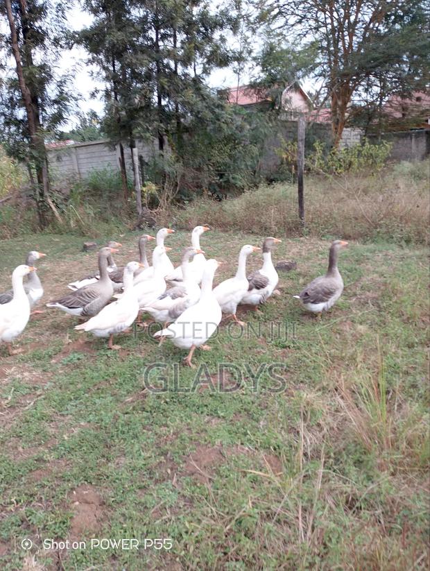 Geese for Sale Ruiru Kimbo. - thumbnail 2