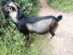 Hybrid Male Goat - thumbnail 2