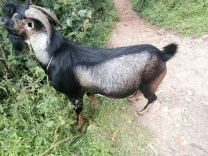 Hybrid Male Goat