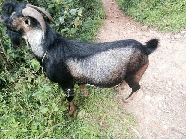 Hybrid Male Goat - main view
