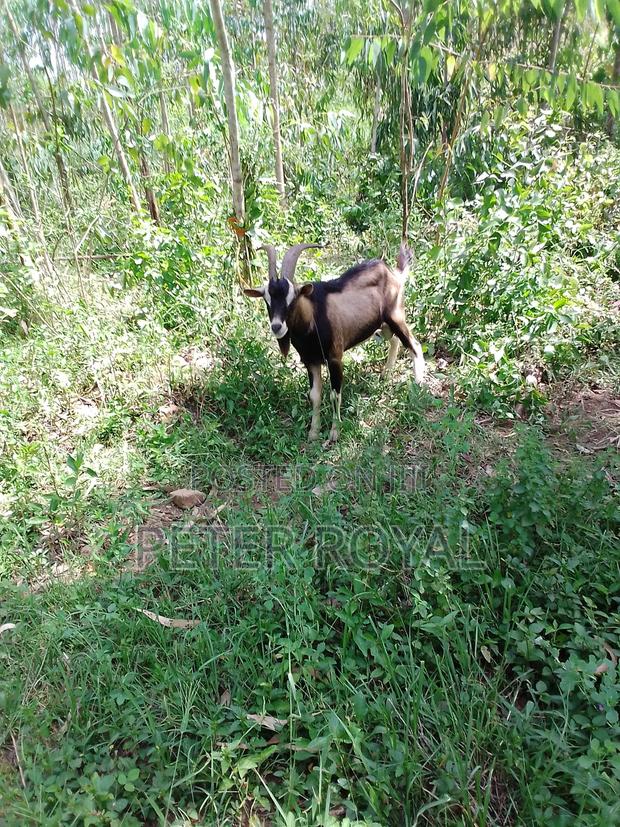 Hybrid Male Goat - thumbnail 3