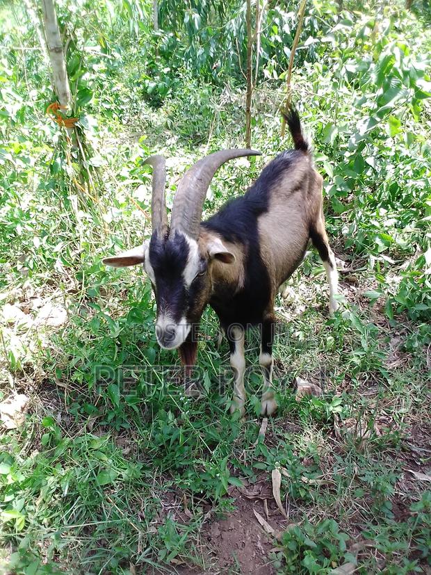 Hybrid Male Goat - thumbnail 4