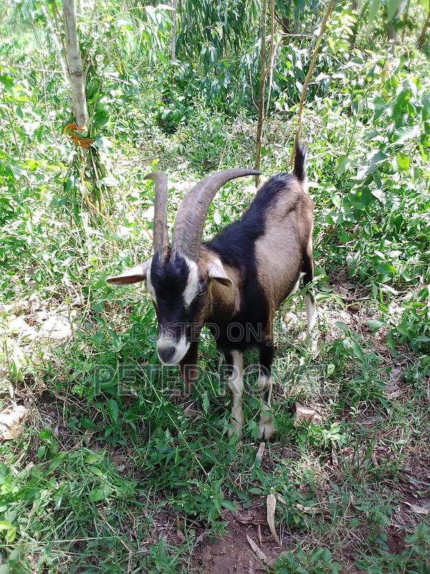 Hybrid Male Goat - thumbnail 5