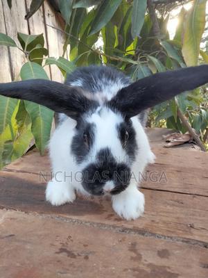 Hybrid Rabbits - thumbnail 2